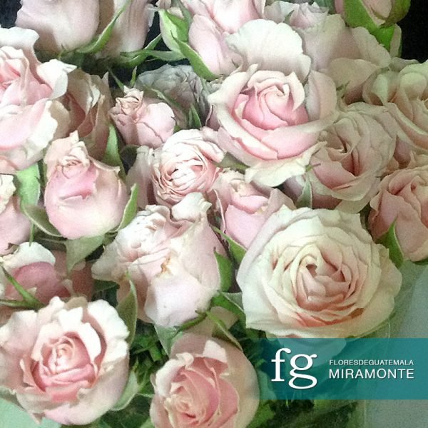 Flores de guatemala - baby rose