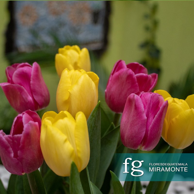Diseno de tulipanes en base con forma de bolso - Flores de Guatemala